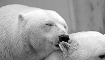 polar-bear-196318_1920 (2)